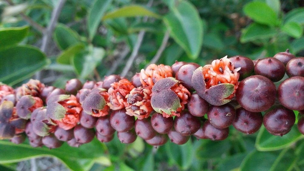 The fruit and flower