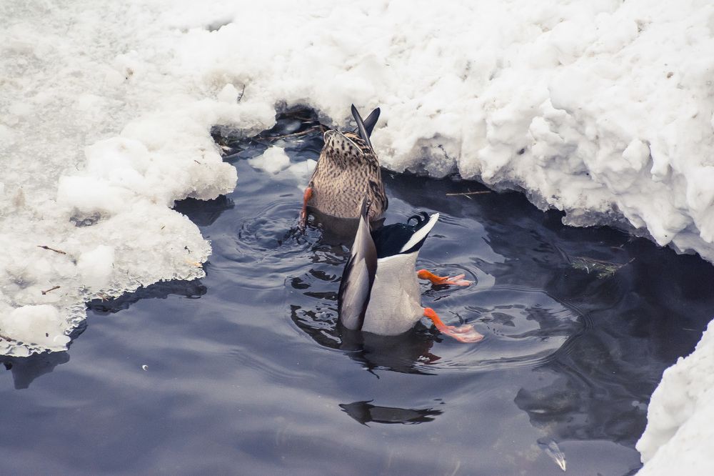 Синхронное плавание
