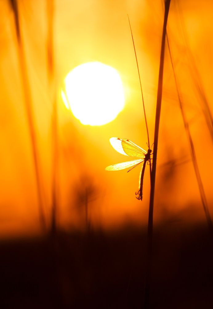 Единение Светом