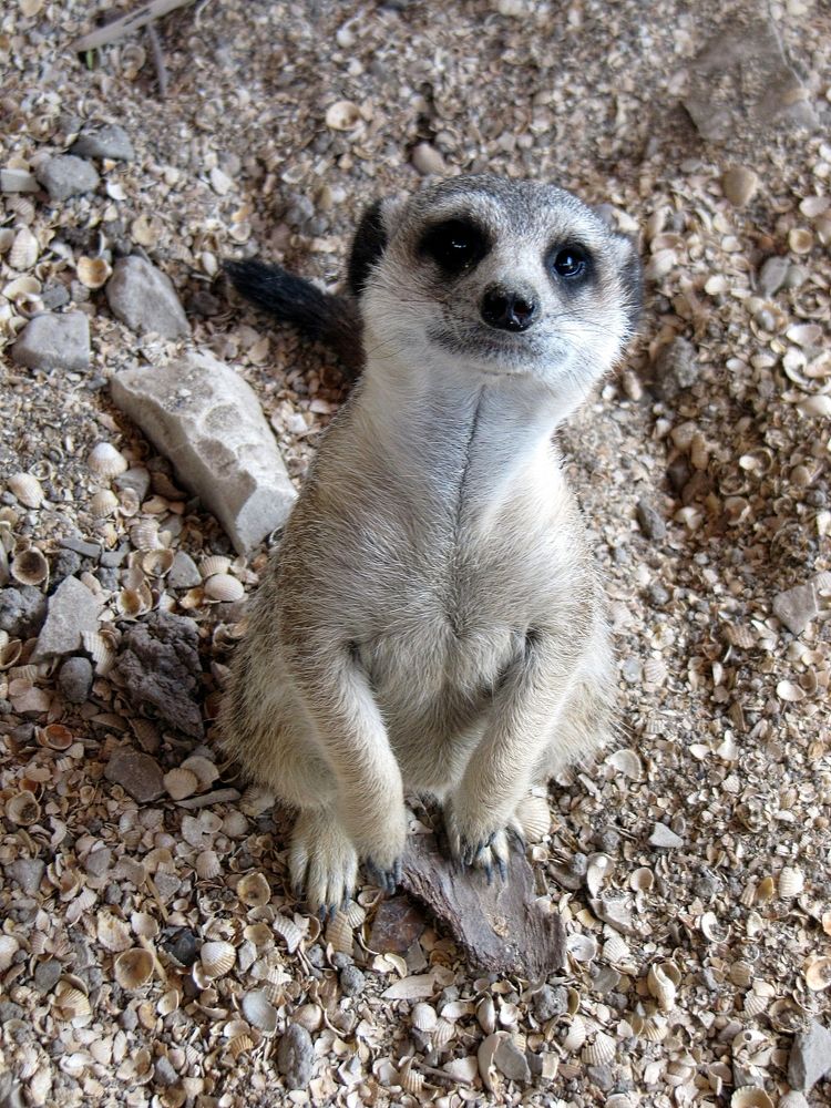 Ты сними, сними меня, фотограф!