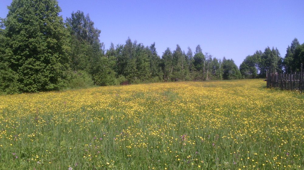 Золотой луг в д. Чёрное (Чернава)