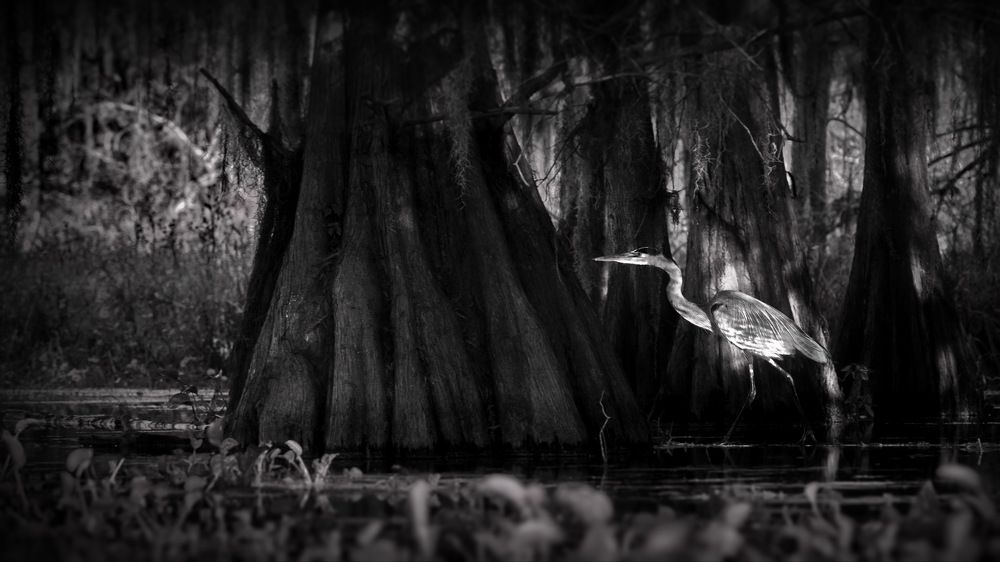 Болотный мир