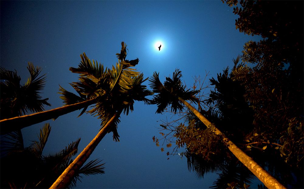 The Night Bird