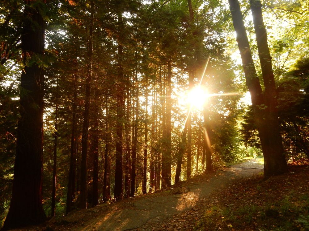 Осенний листопад за закате