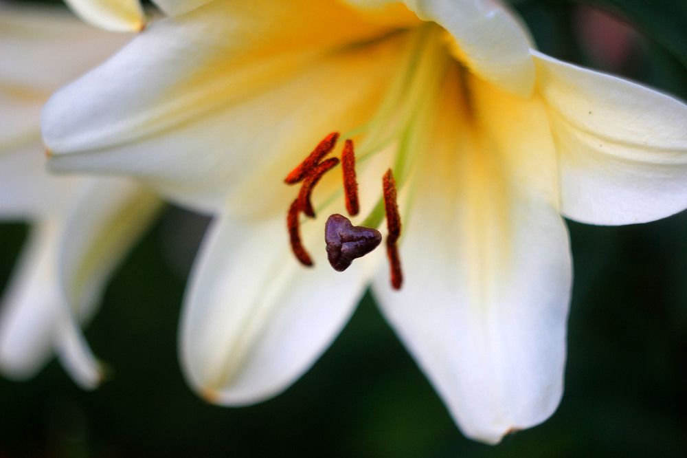 Белая принцесса