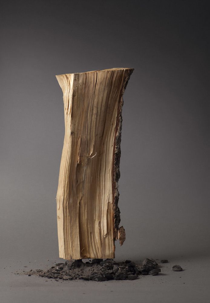 Красота мертвого дерева