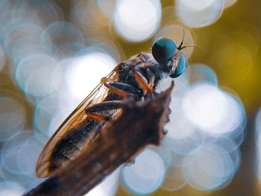 Robber Fly