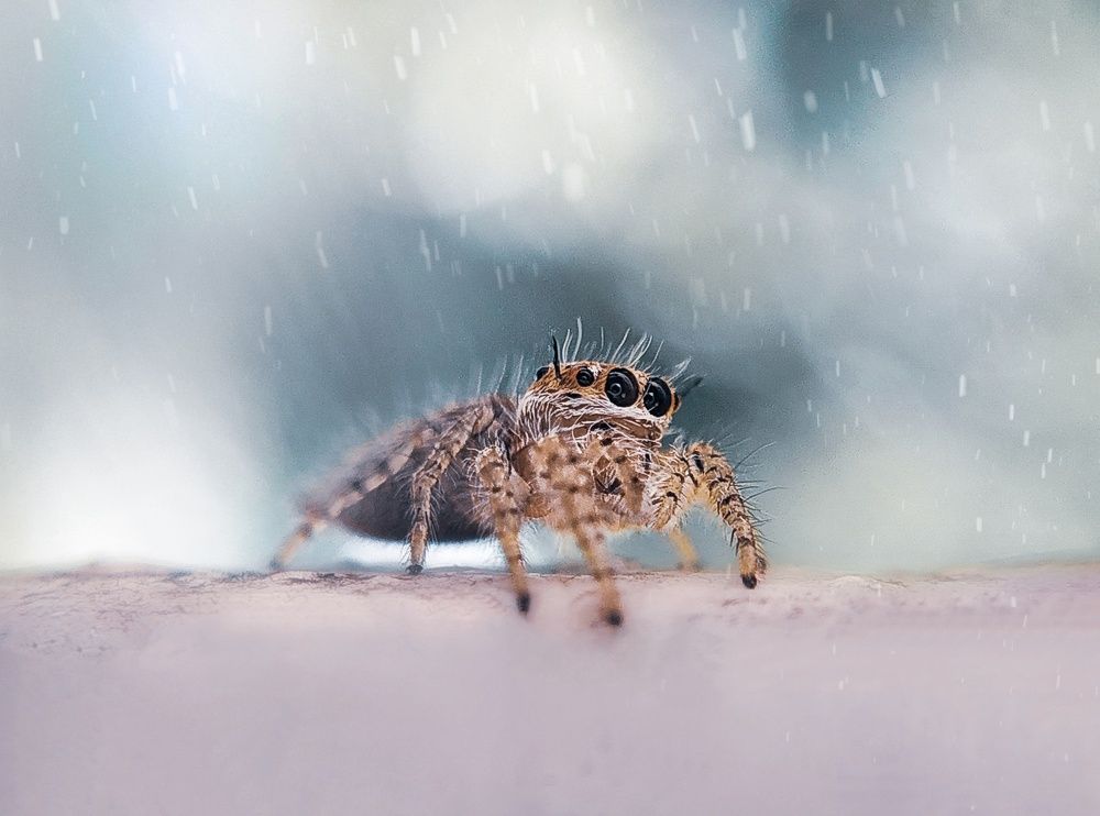 Jumping Spider