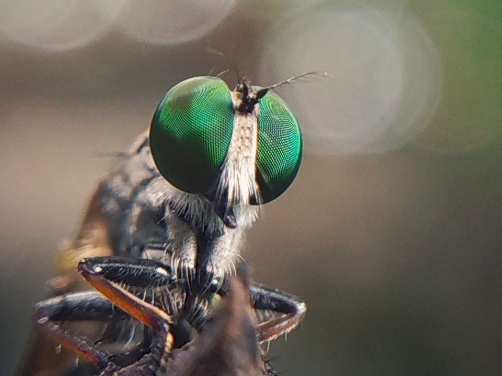 Robber Fly