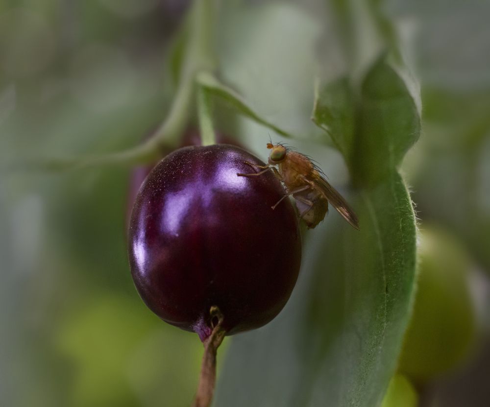 Дегустация