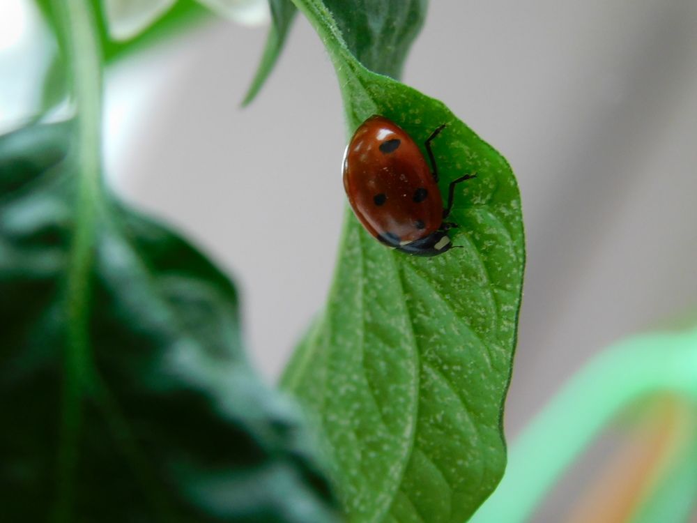 Божья коровка