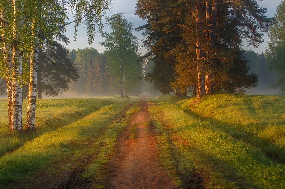 Шишкинский лес