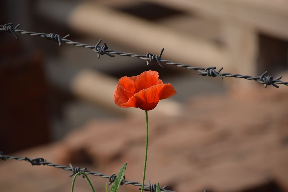 арестованные цветы