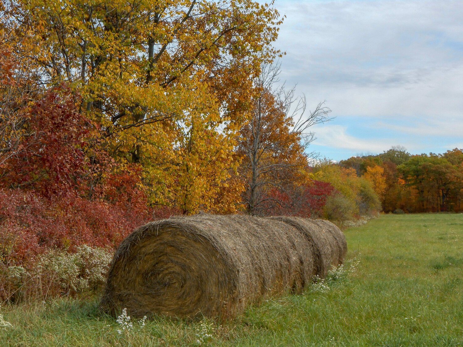 hay row