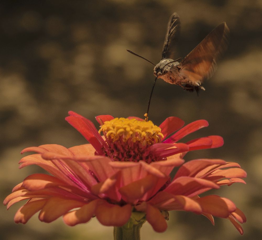 Завтрак на лету