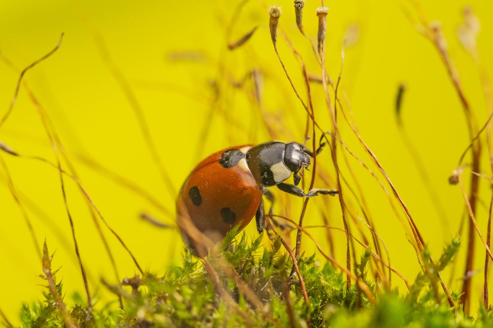 божья коровка