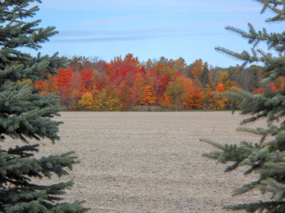 farm field