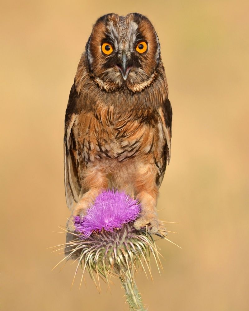 Long-eared owl
