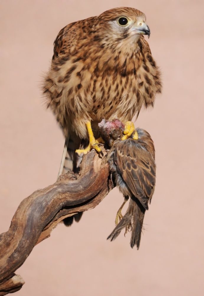 Kestrel