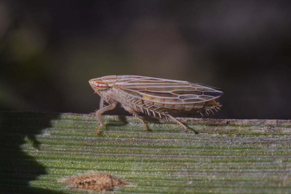 Полосатая цикадка