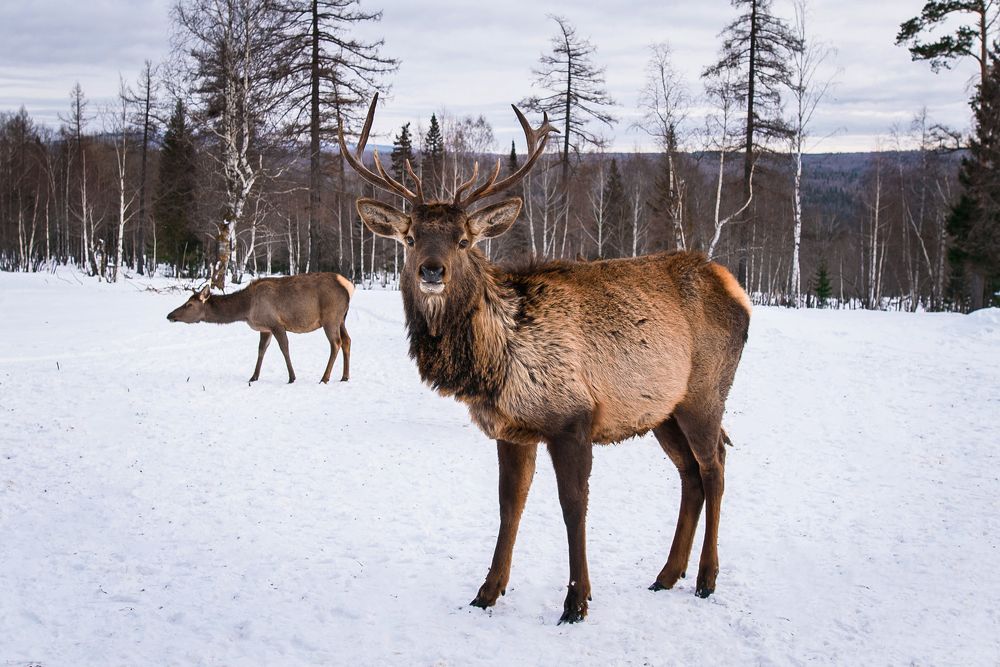 Photograph by Andrey Chuntomov