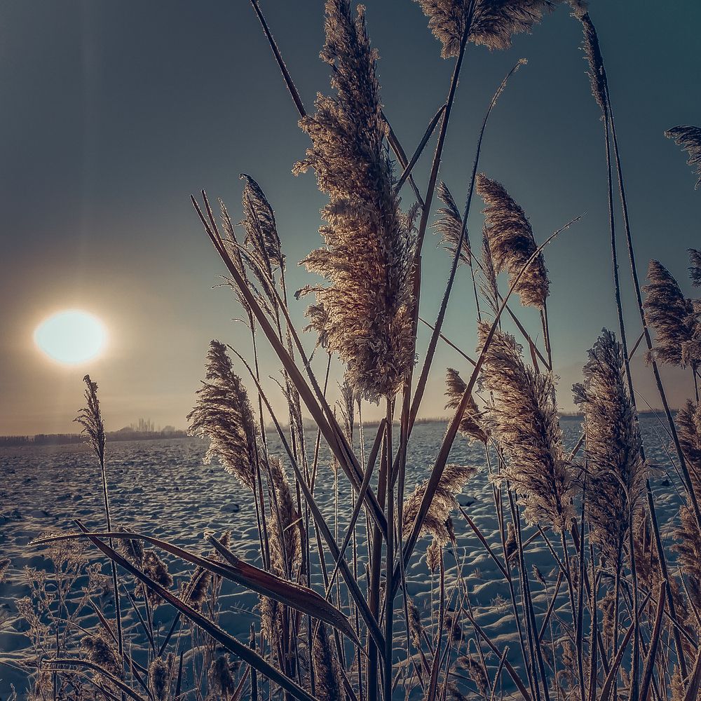 Зимние жители