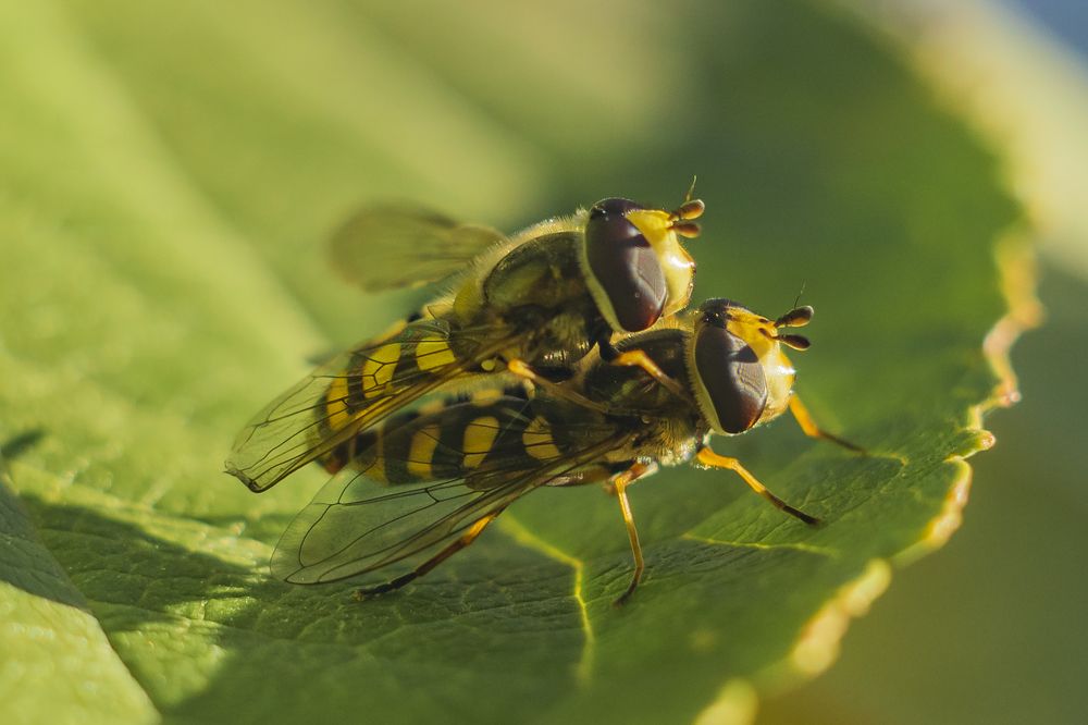 Велосипедисты