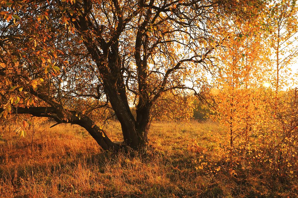 Золотая осень.