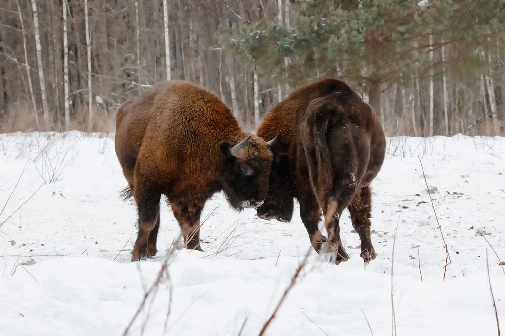 Битва титанов)