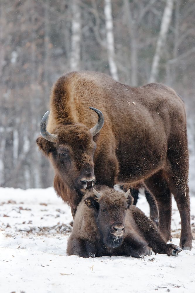 Мамина радость