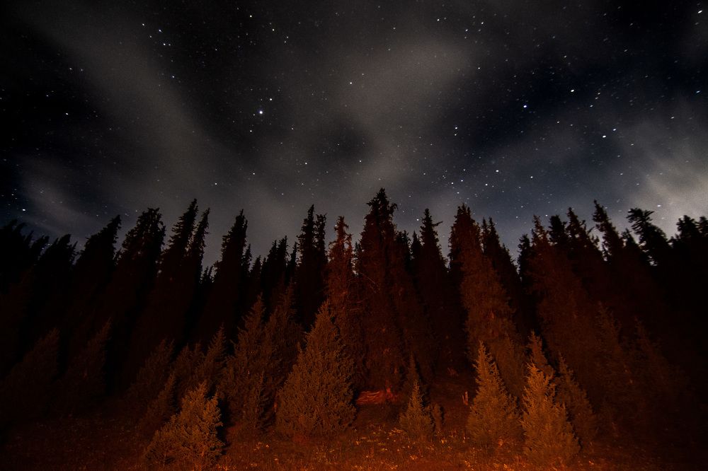 Тянь-Шанские ели