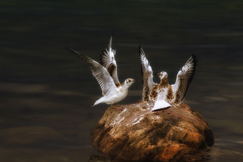 Семейные хроники