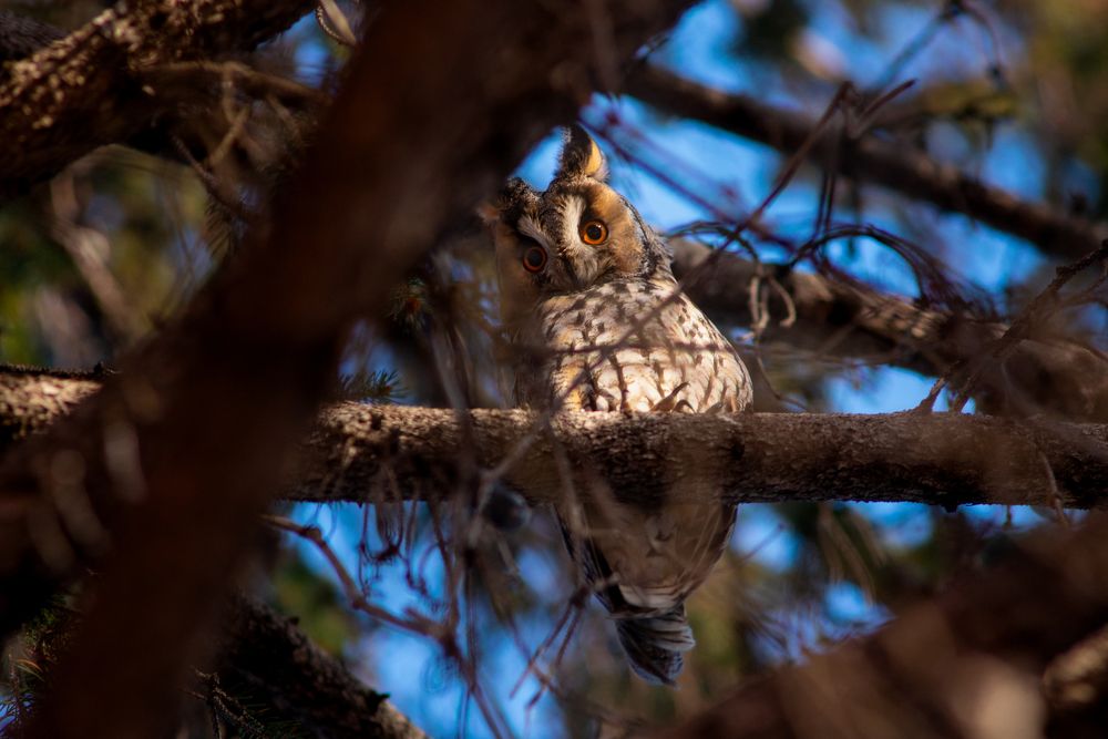 Long-eared owl