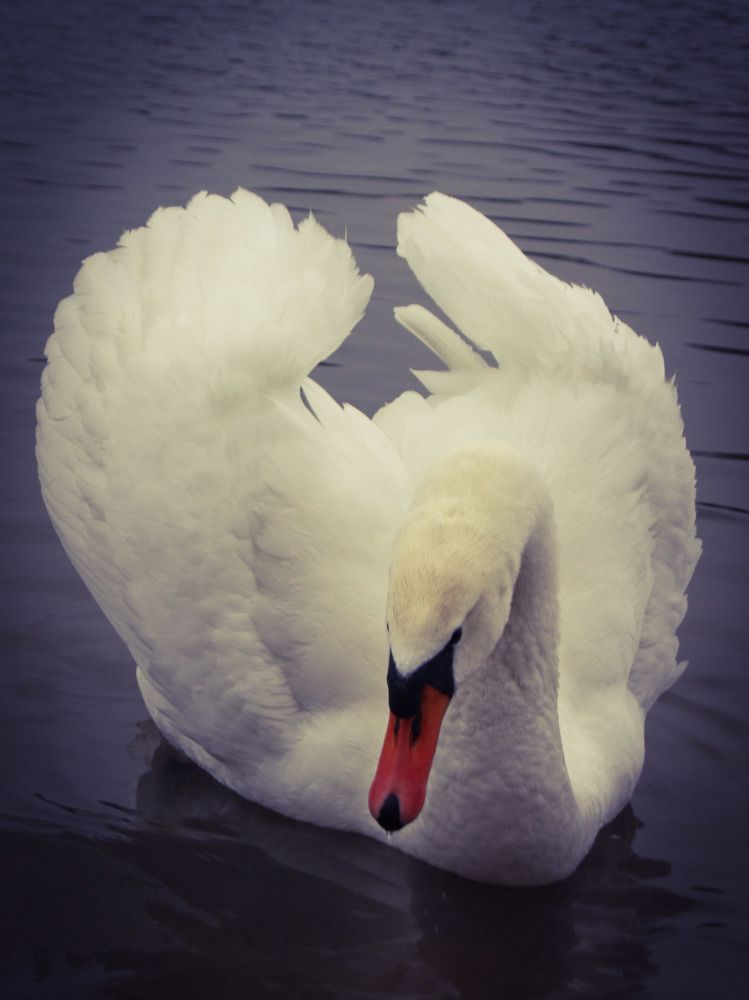 Белый лебедь