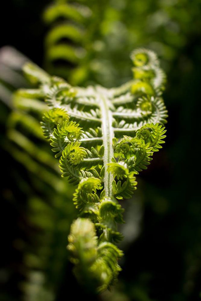 Зеленые узоры