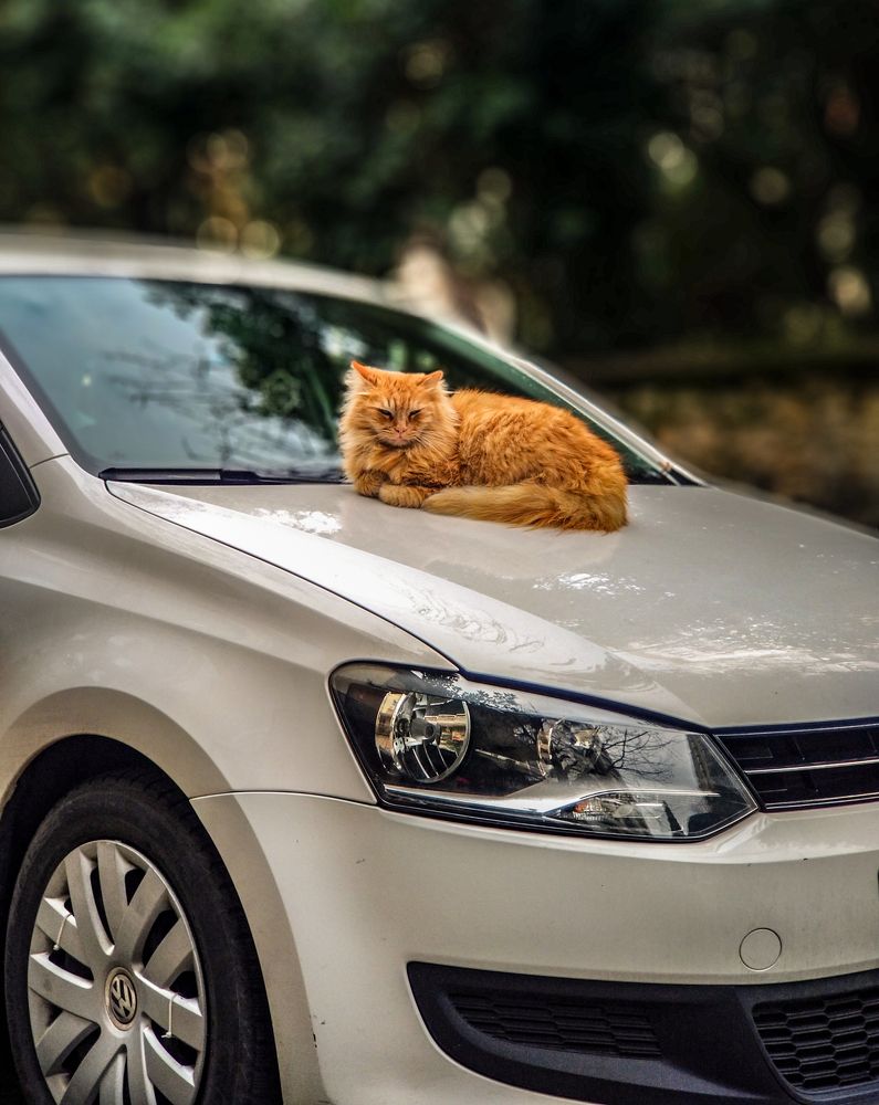 Orange Cat on the Hot Hood