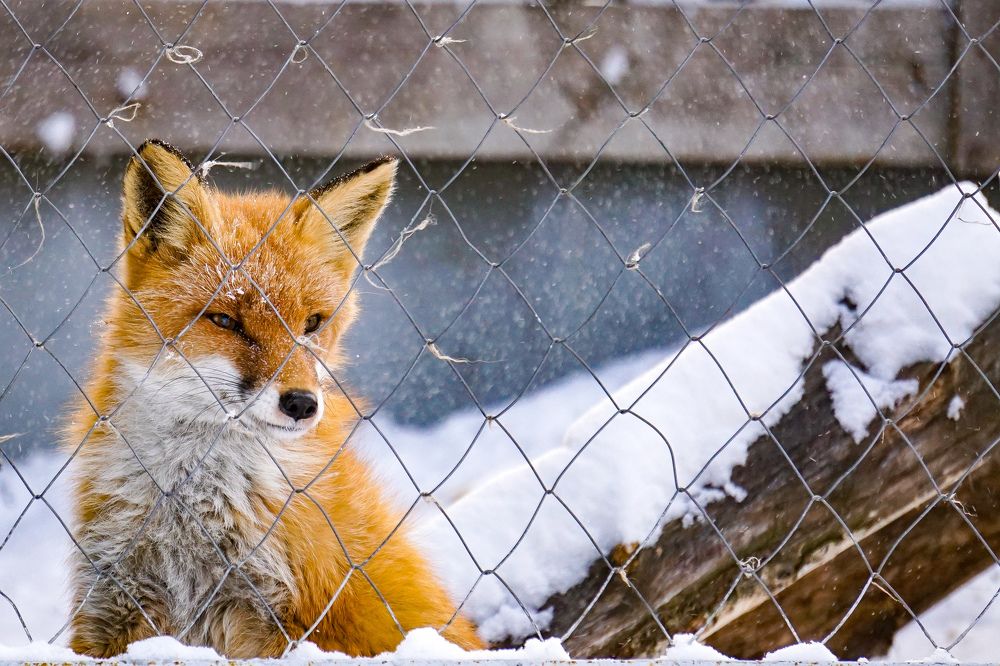 Неволя / Captivity