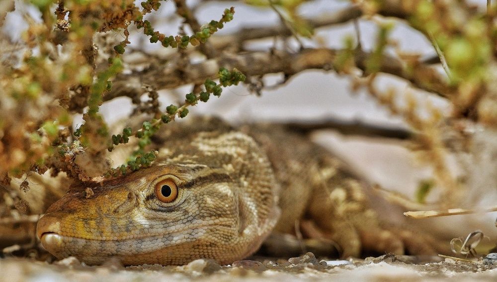 The perfect camouflage