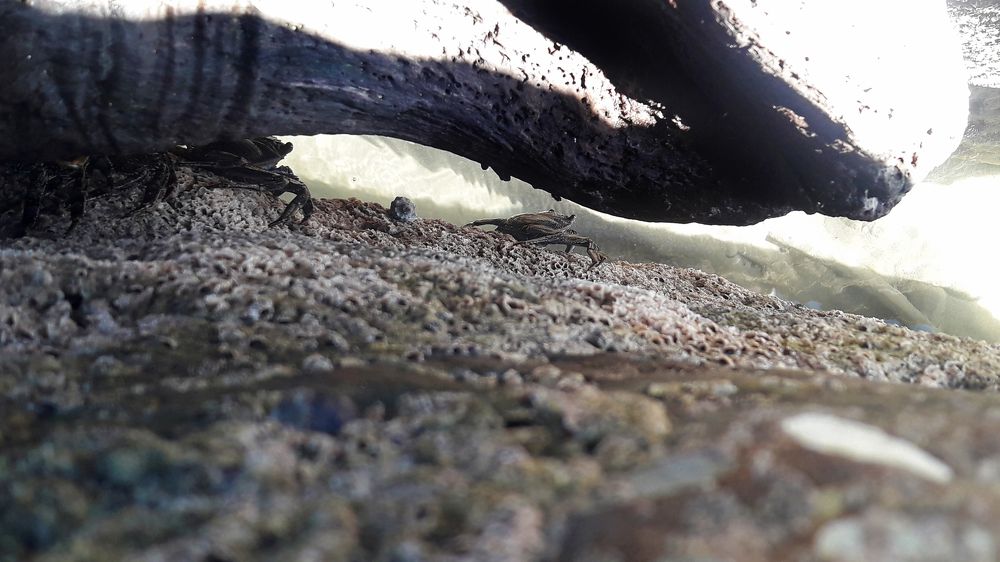 Crabs Attack