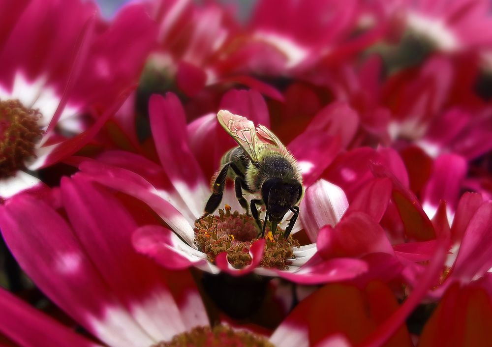 Bee