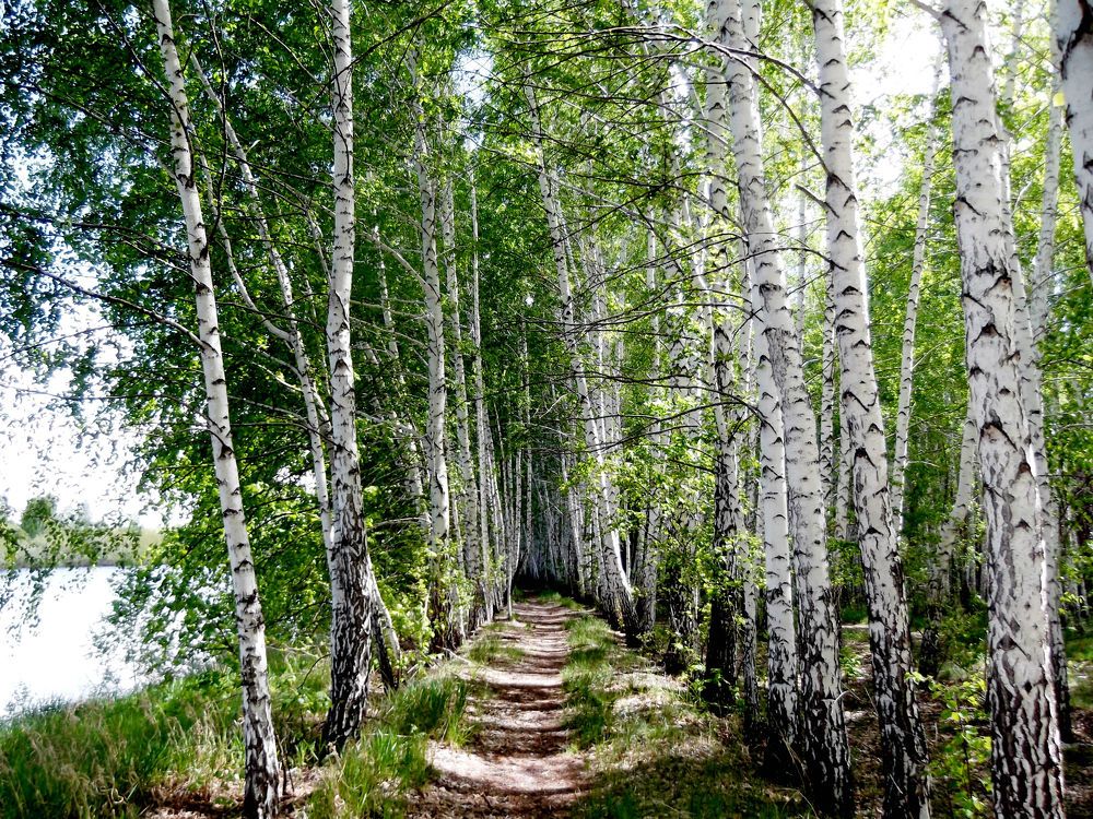 Березы,белые березы