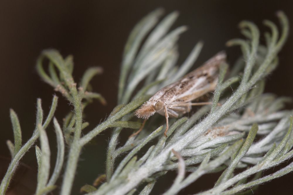 Мастер маскировки