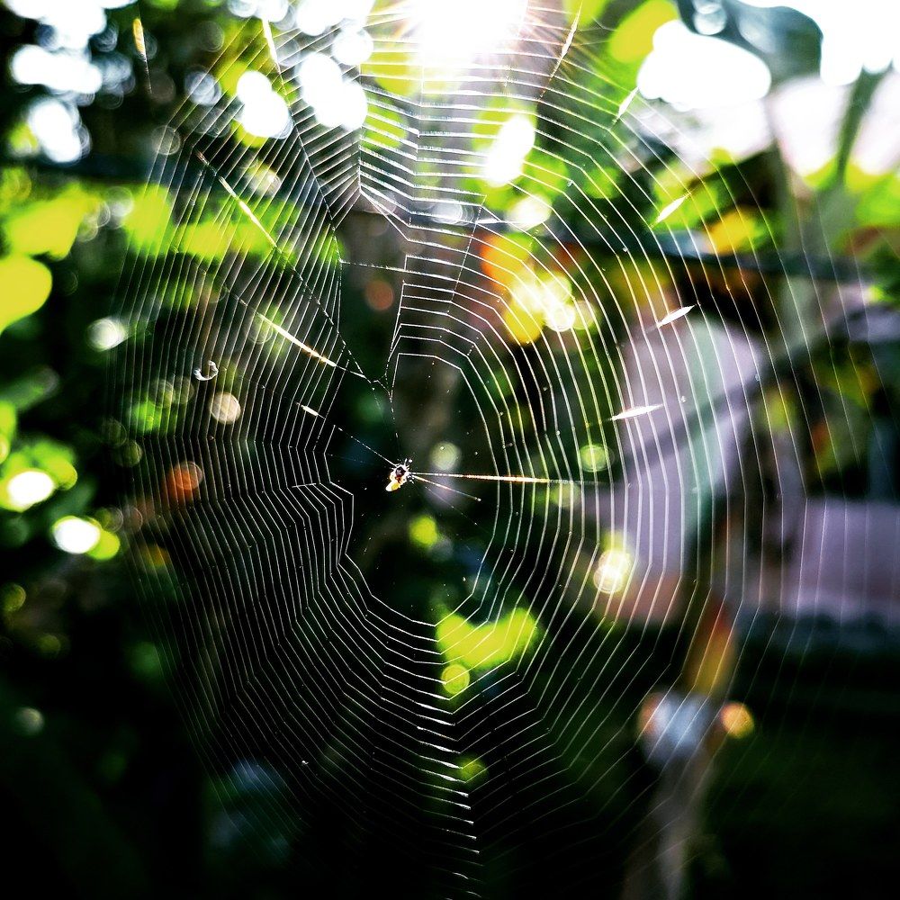 Spider Web