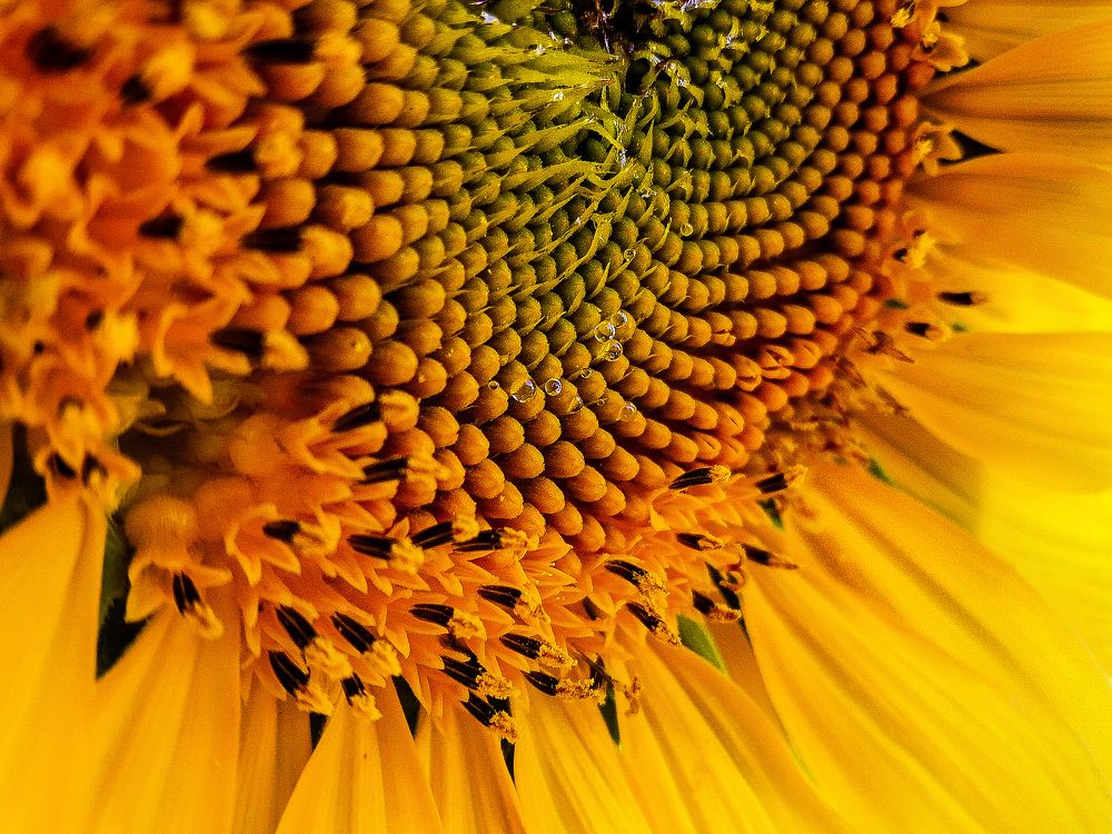 Macro flower