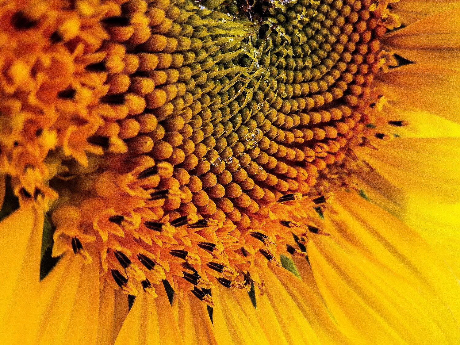 Macro flower