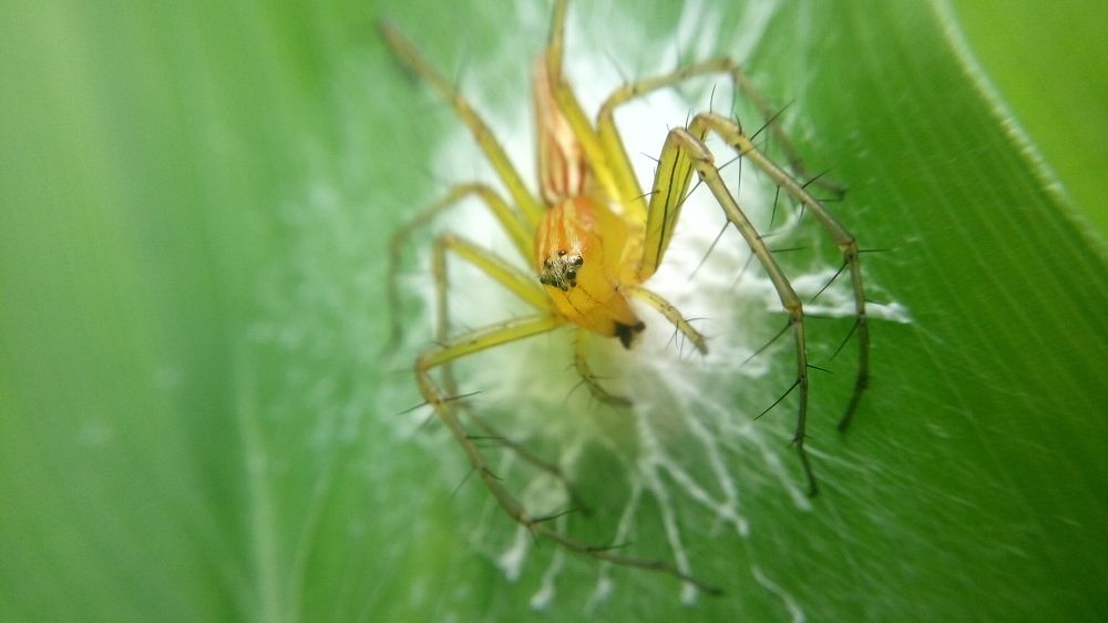 Retro Spider