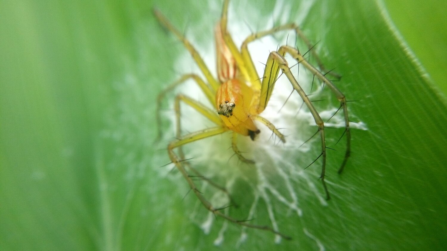 Retro Spider