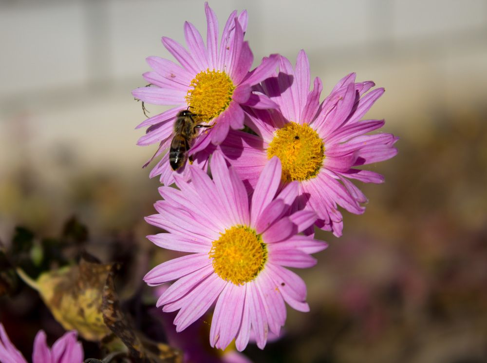 В последних лучах солнца