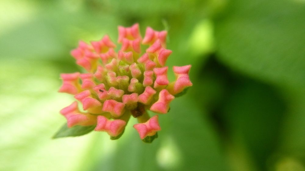 pink butterfly flower