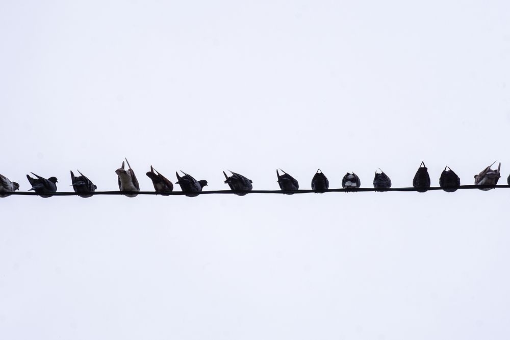 Птичий минимализм / Bird minimalism